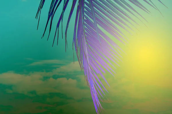 Fialový Palmový List Pozadí Žluté Zelené Oblohy Abstraktní Tónovaný Fotografie — Stock fotografie