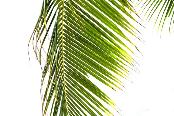 Fluffy Palm Leaf White Sunny Sky Background Tropical Nature Artistic — Stock Photo, Image