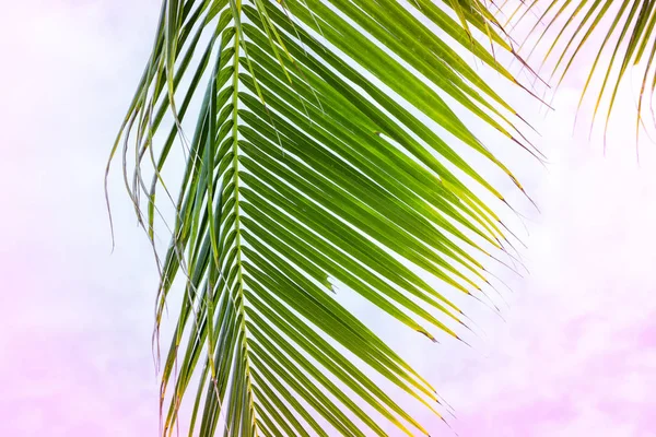 Φύλλο Αφράτο Φοίνικα Παστέλ Ροζ Ουρανό Φόντο Τροπική Φύση Καλλιτεχνική — Φωτογραφία Αρχείου