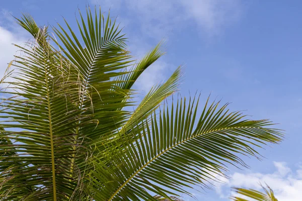 Hoja Palma Verde Sobre Cielo Azul Naturaleza Tropical Foto Mínima — Foto de Stock
