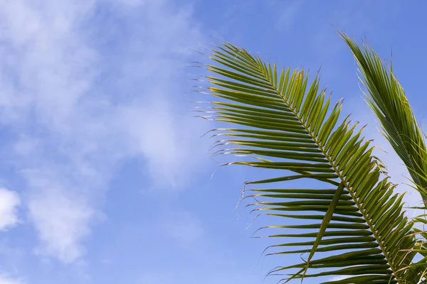 Green palm leaf over blue sky. Tropical nature minimal photo for background. Coco palm leaf banner template with text space. Sunny day on tropical island. Exotic vacation. Summer travel in cruise