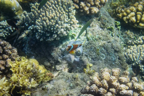 해변의 화려한 산호에 오렌지 해변에서 물고기입니다 물고기 오렌지와 Anemonefish 촬영입니다 — 스톡 사진