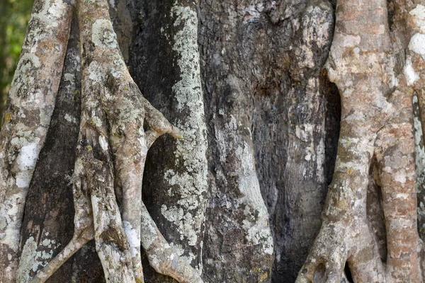 Tronco Árvore Tropical Com Raízes Aéreas Foto Textura Árvore Ornamento — Fotografia de Stock