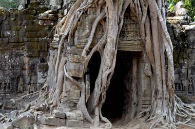 Angkor Wat, Siem Reap, Kamboçya yakınındaki antik tapınak görünümü. Ağaç Tapınak Harabe kökleri. Popüler turizm hedef yer. Seyahat ve gezi Angkor içinde. Antik Kamboçyalı veya Khmer mimarisi