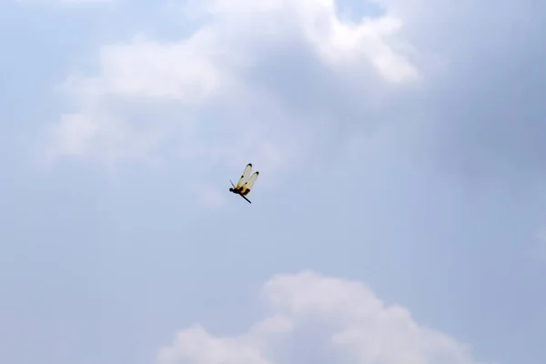 Dragonfly Orange Wings Blue Sky Tropical Insect Flying Empty Sky — Stock Photo, Image