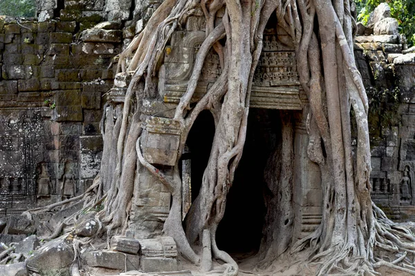 アンコール ワット シェムリ アップ カンボジアに近い古代寺院ビュー 根っこは寺院の遺跡の周り 人気のある観光目的地の場所 旅行とアンコールで観光 古代カンボジアまたはクメール建築 — ストック写真