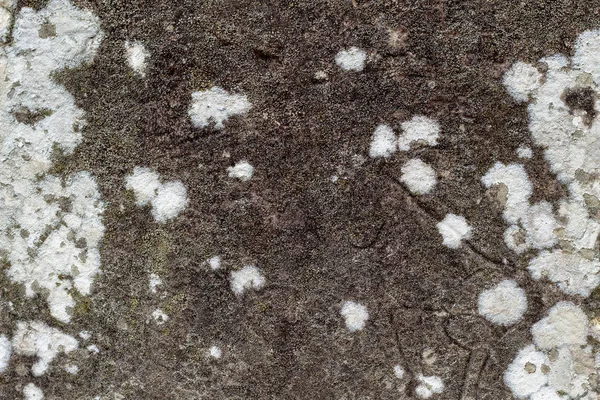 Musgo Blanco Sobre Piedra Oscura Foto Textura Fondo Piedra Antigua — Foto de Stock