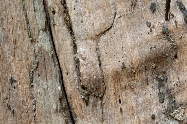 Foto Textura Tablero Madera Obsoleta Madera Marrón Con Grietas Erosionadas —  Fotos de Stock