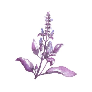 Mor fesleğen bitki yaprakları ile. Lavanta menekşe çiçek yaprak. Handdrawn bitki botanik Illustration. Beyaz arka plan üzerinde boyama suluboya çiçek bitki. Mor fesleğen aromalı ot yemek pişirmek için