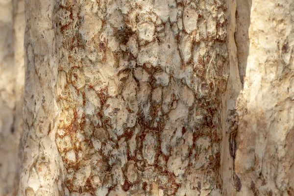 Natural tree trunk texture photo. Rustic wooden bark background. Tropical forest tree with natural ornament. Tree surface closeup. Raw timber. Obsolete tree bark grungy texture. Tropic jungle detail