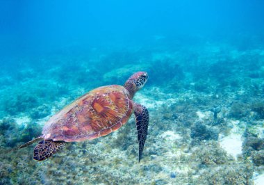 Mavi deniz suyu, deniz kaplumbağası. Yeşil deniz kaplumbağası portre. Vahşi yaşam tropikal mercan kayalığı. Kaplumbağa denizaltı. Tropik sahil dalış. Deniz kaplumbağa mavi su. Suda yaşayan hayvan sualtı fotoğraf