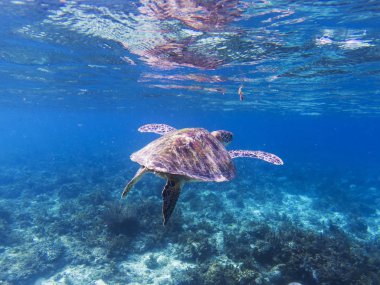 Tropik sahil, deniz kaplumbağası. SeaWorld sualtı fotoğraf. Yeşil Kaplumbağa denizaltı. Deniz kaplumbağa sığ denizde yüzüyor. Deniz kutsal nesli tükenmekte olan türler için. Oceanic yaban hayatı. Doğa deniz kaplumbağası