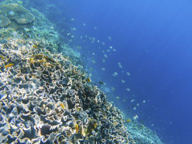 Dascillus balık ile mercan duvar. Egzotik ada kıyı. Tropik sahil peyzaj sualtı fotoğraf. Mercan kayalığı hayvan. Deniz doğa. Mercan Denizi balık. Deniz yaşamı denizaltı manzarası. Mercan manzara