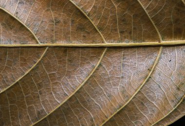Dokulu yaprak portre. Sonbahar yaprak doku makro fotoğraf. Sarı yaprak damarı desen. Ağaç yaprak yüzeyi. Sonbahar sezonu banner şablon. Yapraklı yapısı macrophoto. Sonbahar Doğa ayrıntı. Kuru ven süsleme
