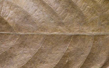 Kahverengi yaprak portre. Sonbahar yaprak doku makro fotoğraf. Sarı yaprak damarı desen. Ağaç yaprak yüzeyi. Sonbahar sezonu banner şablon. Yapraklı yapısı macrophoto. Sonbahar Doğa ayrıntı. Kuru ven süsleme