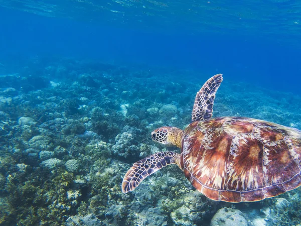 Sea turtle in tropical seashore. Seaworld underwater photo. Green turtle undersea. Marine tortoise swims in coral reef. Marine sanctuary for endangered species. Oceanic wildlife. Sea turtle in nature