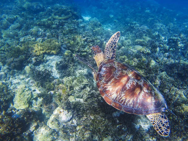 Sea turtle in tropical seashore underwater photo. Cute green turtle undersea. Marine tortoise swims above coral reef. Marine sanctuary for endangered species. Oceanic wildlife. Sea turtle in nature