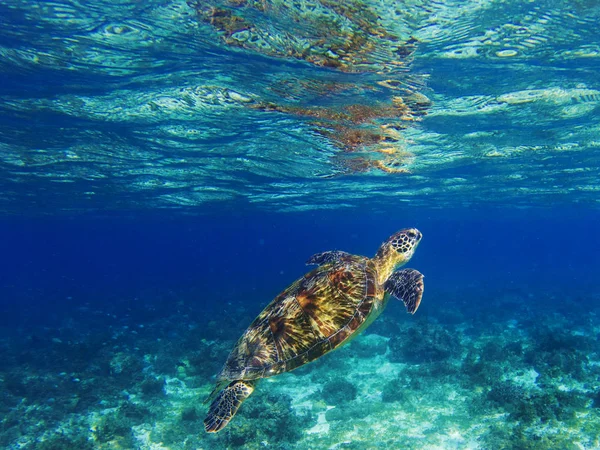 Sea turtle in tropical lagoon. Marine turtle diving for breath. Sea tortoise snorkeling photo. Cute green turtle photo. Oceanic animal in sea. Tropical waters life. Beautiful wild nature on seashore