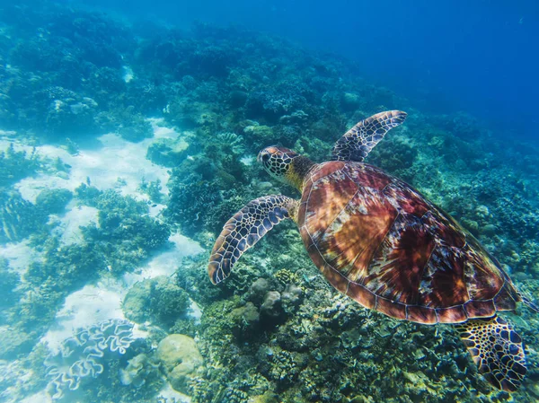 Sea turtle in tropical seashore underwater photo. Cute green turtle undersea. Marine tortoise swims above coral reef. Marine sanctuary for endangered species. Oceanic wildlife. Sea turtle in nature