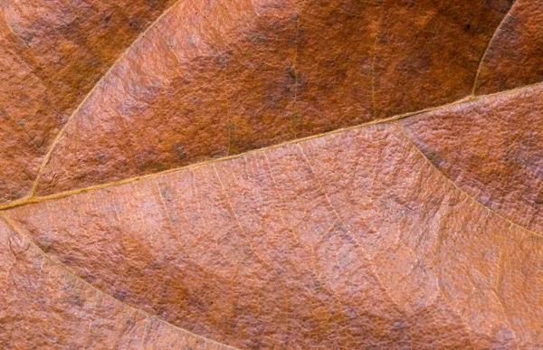 Żółty Liść Zbliżenie Jesienny Liść Tekstury Zdjęcie Makro Suchy Liść — Zdjęcie stockowe