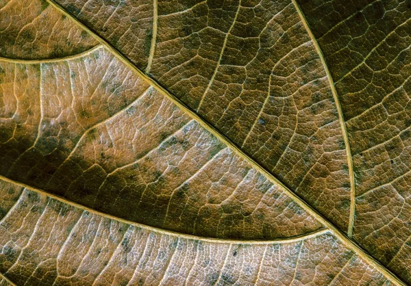 Grönt Gult Löv Närbild Höst Löv Textur Makro Foto Ven — Stockfoto