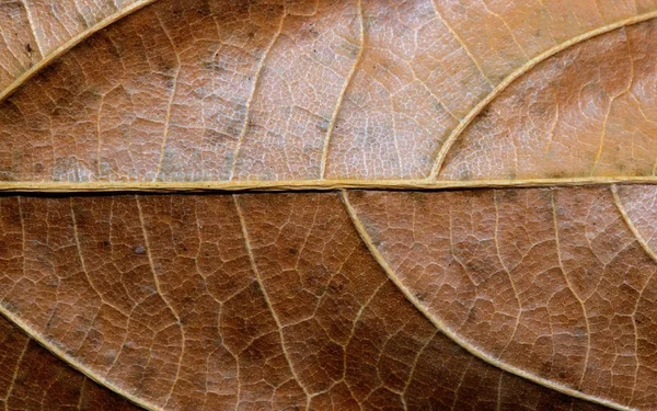 Primer Plano Hoja Marrón Seca Hoja Otoño Textura Macro Foto —  Fotos de Stock