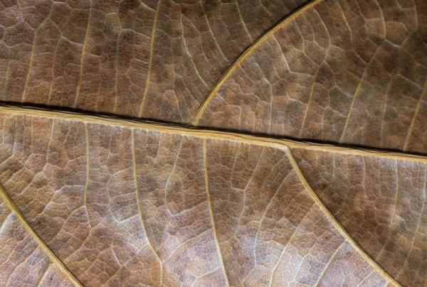 Primer Plano Hoja Deshidratada Hoja Otoño Textura Macro Foto Patrón —  Fotos de Stock