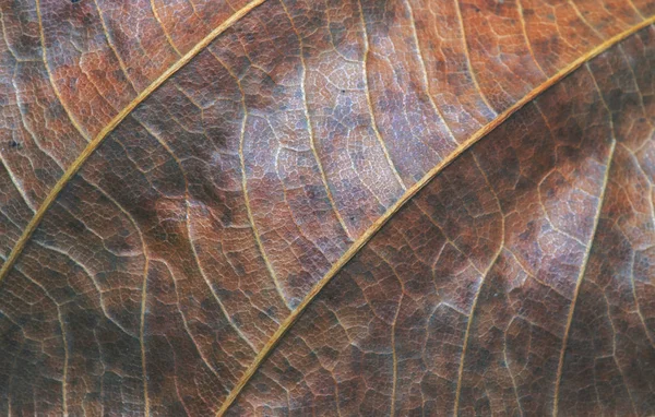 Primeros Planos Hoja Roja Verde Hoja Otoño Textura Macro Foto —  Fotos de Stock