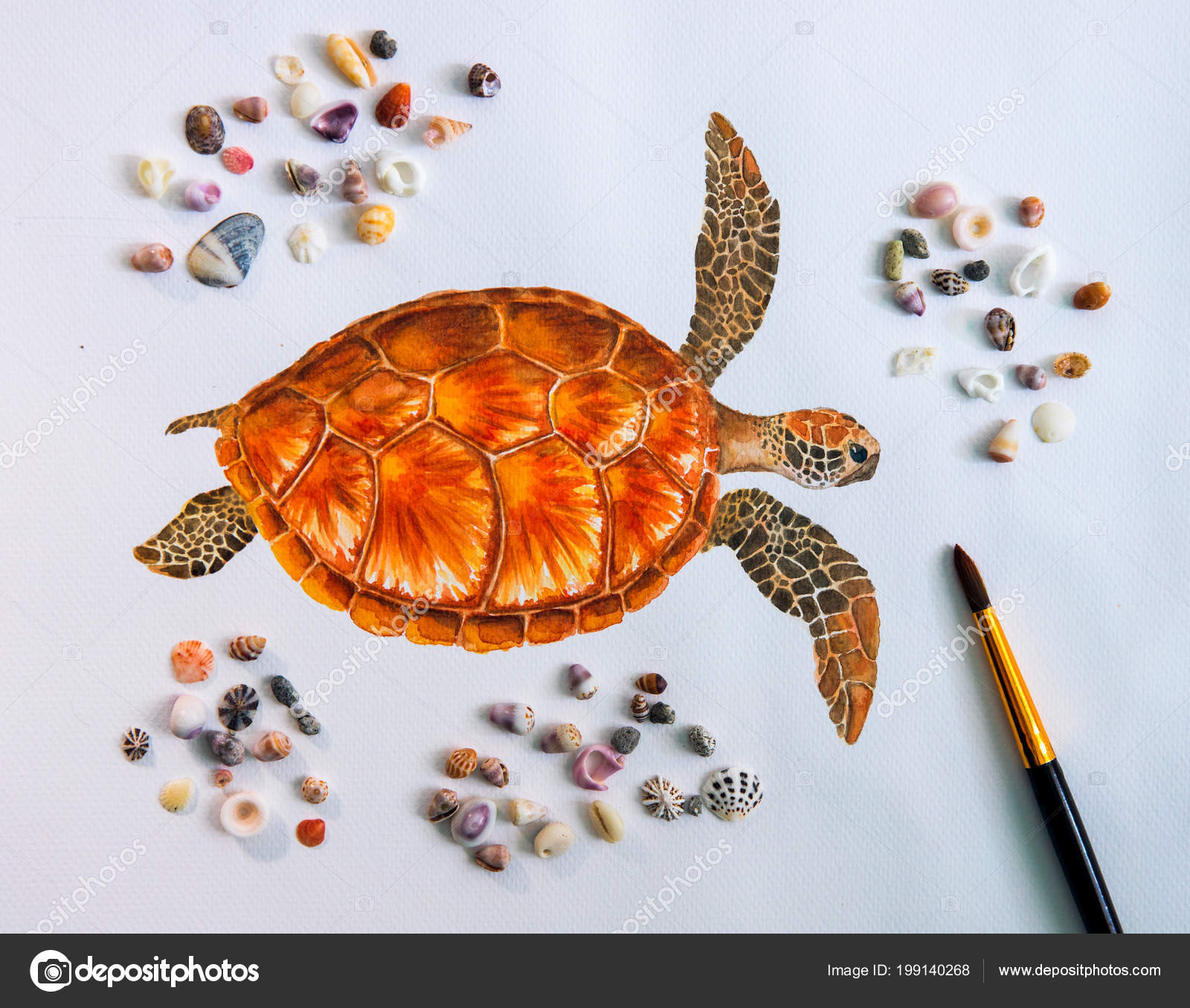 green sea turtle shell drawing