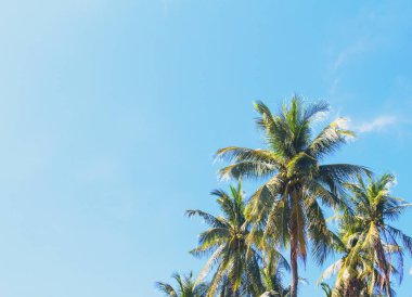 Coco palm ağacı tropikal peyzaj. Yeşil palmiye yaprağı güneşli mavi gökyüzü fotoğrafı. Egzotik ada plaj tatil banner şablon metin yerleştirin. Palm siluet gökyüzü arka plan üzerinde. Palmiye yaprak zemin
