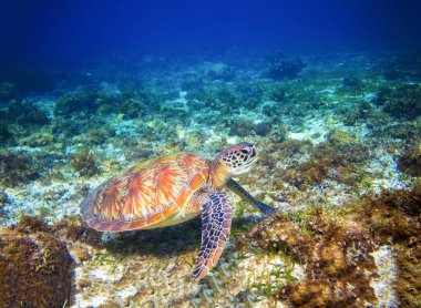 Deniz suyu, deniz kaplumbağası. Deniz yeşil deniz kaplumbağası portre. Tropikal mercan kayalığı yaban hayatı. Deniz kaplumbağa denizaltı. Tropik sahil hayvan. Deniz kaplumbağa mavi su. Dalış sualtı fotoğraf