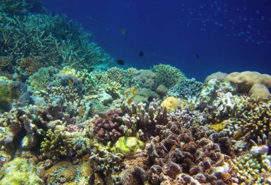 Mercan tropikal deniz kıyısı panorama manzara. Sualtı manzara fotoğraf. Fauna ve flora tropikal kıyı. Mercan resif sualtı fotoğraf. Tropikal denizde dalış. Egzotik ada tatil kaçış afiş