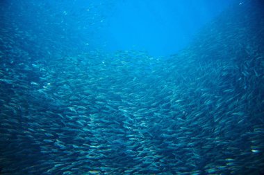 Okyanus deniz sardalya kolonisi. Tuzlu su balık okul sualtı fotoğraf. Büyük balık okul deniz suyu içinde yüzme. Uskumru shoal. Oceanic yaban hayatı. Deniz sardalye. Balıkçılık deniz ürünleri için. Tuzlu su balık balık sürüsü