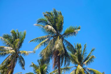 Coco palm ağaçlar, yatay cennet. Tropic ağaç siluetleri ile egzotik yerde görünümü. Palmiye ağacı ormanda turuncu güneş patlaması. Egzotik ada tatil. Tropikal peyzaj palm ile. Hindistan cevizi hurma yaprağı