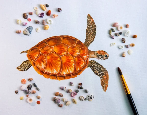 海龟水色画在白纸上与海贝壳合影 海龟画 海龟用橙色贝壳水彩画 热带海滨插图 贝壳装饰顶部视图 — 图库照片