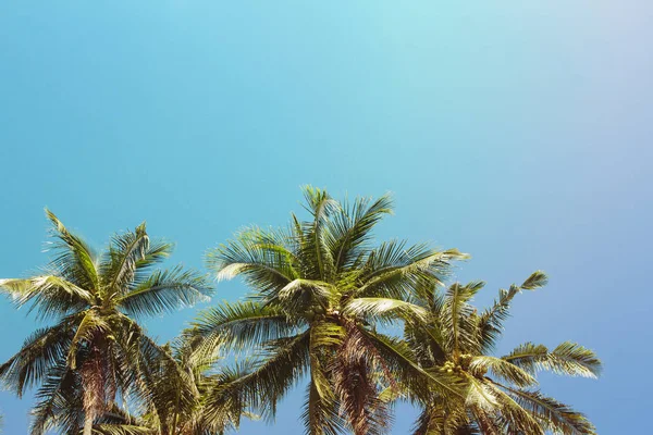 Coco Palmera Paisaje Tropical Palma Verde Sobre Cielo Turquesa Tonificado — Foto de Stock