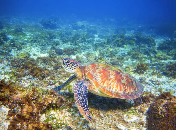 Green sea turtle on coral reef formation. Tropical sea nature of exotic island. Olive ridley turtle in blue sea water. Sea tortoise in tropical lagoon. Tropic undersea photo. Protected marine animal
