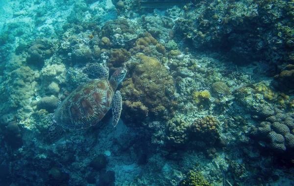 Kaplumbağası Deniz Kaplumbağa Vahşi Doğada Yeşil Kaplumbağa Mercan Resif Sualtı — Stok fotoğraf