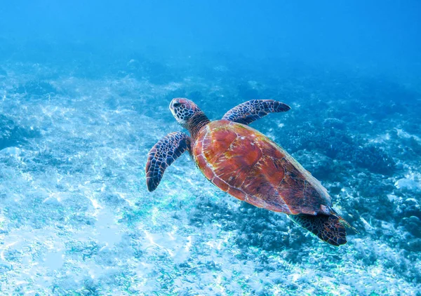 Sea turtle in sea water. Marine green sea turtle closeup. Wildlife of tropical coral reef. Wild tortoise undersea. Tropical seashore animal. Big turtle in blue water. Aquatic animal underwater photo