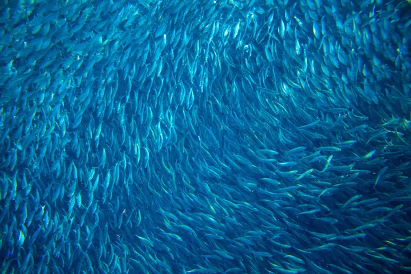 바다에서 바닷물 정어리 식민지입니다 물고기 사진입니다 바닷물에서 물고기 고등어 떼입니다 — 스톡 사진