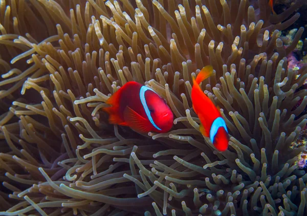 Clown fish in actinia. Orange Clownfish in anemone. Coral fish underwater photo. Anemonefish closeup. Coral reef animal. Warm tropical shore fauna. Aquarium fish in wild nature. Cute tropical fish