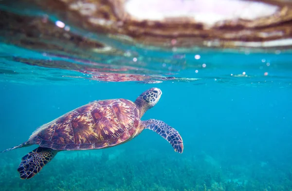Sea turtle by sea surface. Green sea turtle closeup. Wildlife of tropical coral reef. Tortoise undersea. Tropical seashore snorkeling. Marine turtle in blue water. Aquatic animal underwater photo