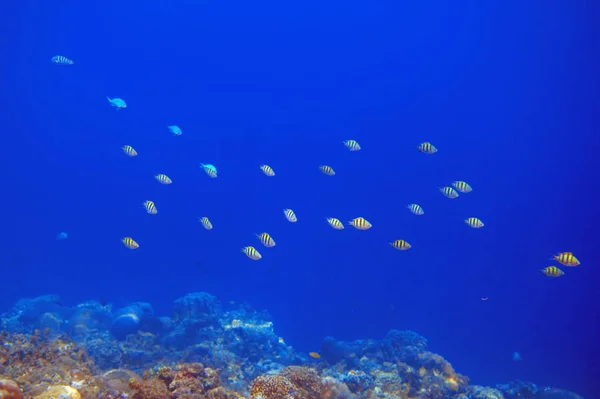 Récif Corallien Poissons Tropicaux Colorés Paysage Sous Marin Faune Flore — Photo