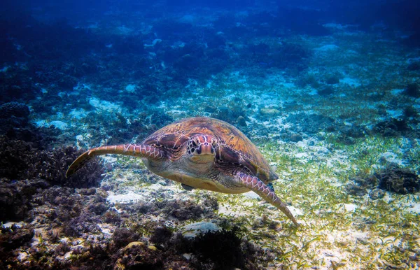 Sea turtle in tropical seashore. Tropical sea nature of exotic island. Green turtle in blue sea water. Sea tortoise undersea. Green tortoise in tropical lagoon. Underwater photo of cute marine animal