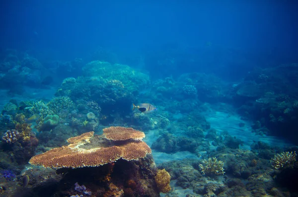 Подводная Панорама Кораллового Рифа Фото Подводного Пейзажа Фауна Флора Тропического — стоковое фото