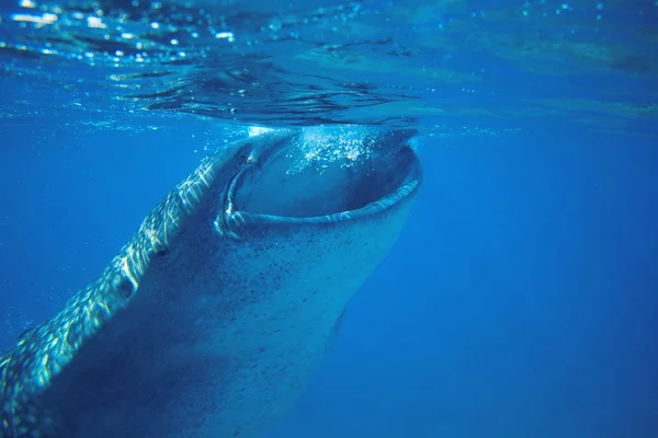 Tubarão Baleia Alimentar Fotos Subaquáticas Cabeça Tubarão Baleia Fechada Pela — Fotografia de Stock