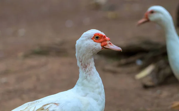 White goose head closeup. Cute fat goose looking into photo camera. Domestic bird with white feather. Funny water bird on farm. Farm or agriculture animal. Philippines bird. Goose on farm back yard