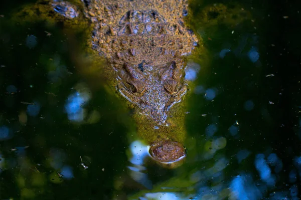 Krokodil Fluss Alligatorkopf Nahaufnahme Scharfe Zähne Gefährliches Tier Tropische Naturlandschaft — Stockfoto