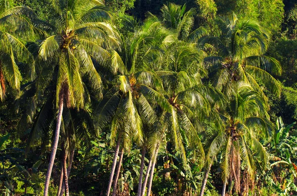 Jungle forest tropical landscape. Tropical green jungle view. Summer travel landscape with coco palm trees. Relaxing tropical landscape. Hiking in tropical jungle forest. Exotic island wild nature