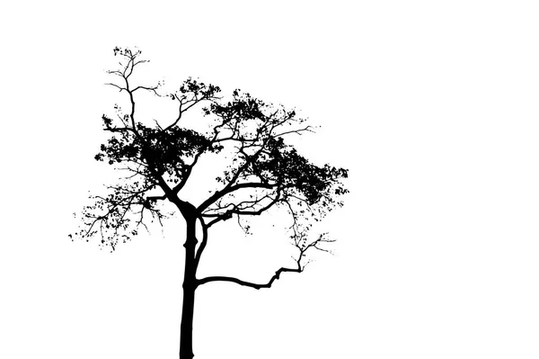 Силует Чорного Дерева Білому Тлі Високий Векторний Силует Дерева Ізольовано — стоковий вектор